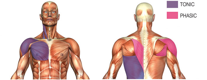 Tonic and Phasic Muscles in your neck and back.